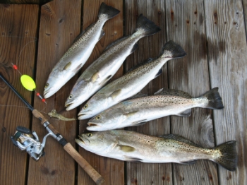 Speckled Trout